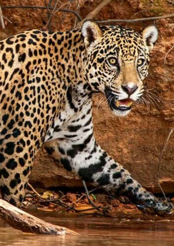 Jaguar