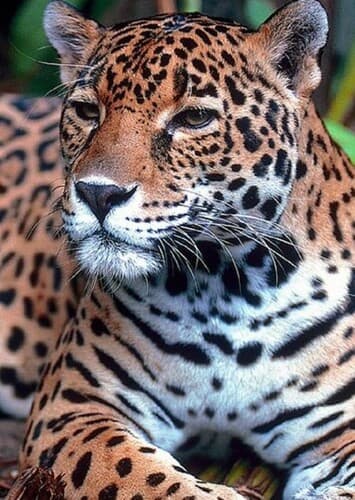 Jaguar