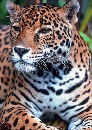 Jaguar
