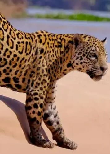 Jaguar