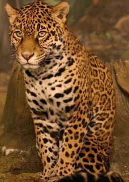 Jaguar
