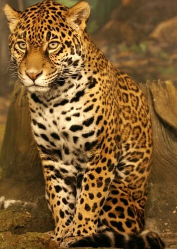 Jaguar