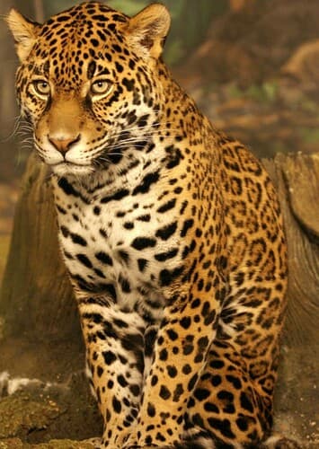 Jaguar