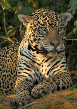 Jaguar