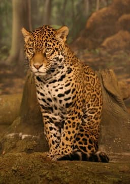 Jaguar