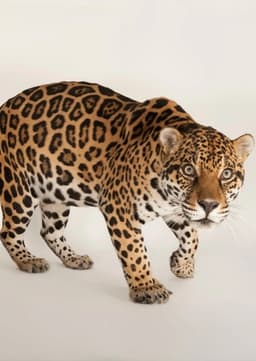 Jaguar
