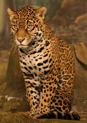 Jaguar