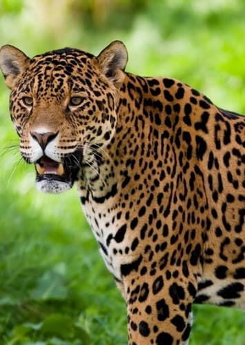 Jaguar