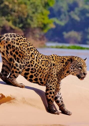 Jaguar