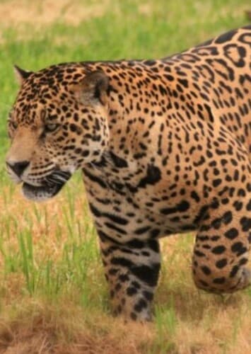 Jaguar