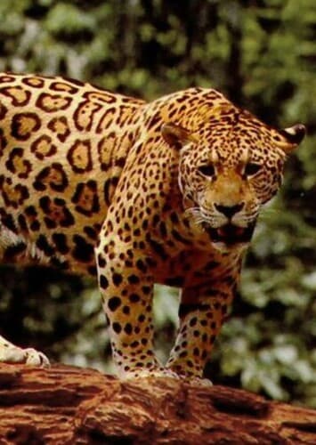 Jaguar