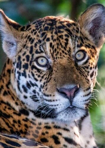 Jaguar