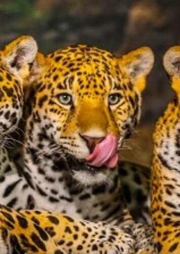 Jaguars