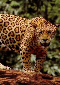 Jane the Jaguar