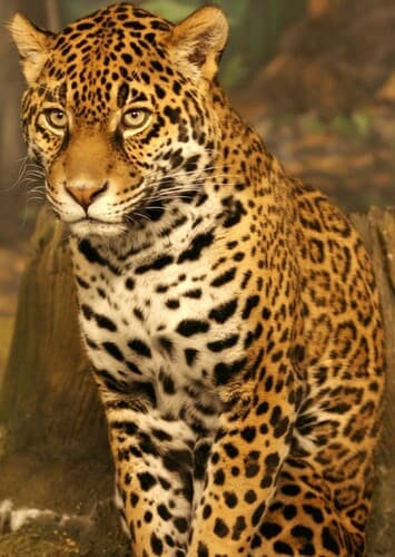 Jane the Jaguar