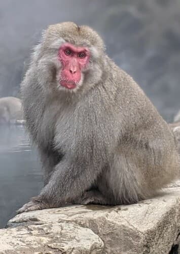 Japanese Macaque