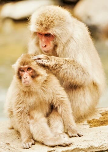 Japanese Macaque