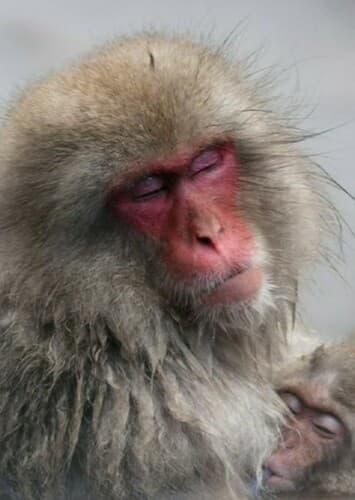 Japanese Macaque