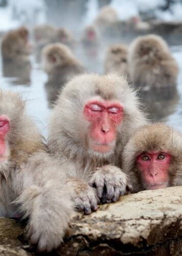 Japanese Macaque