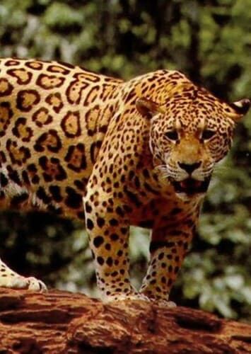 Jasper the Jaguar