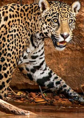 Jasper The Jaguar