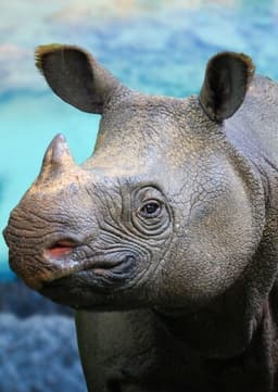 Javan Rhino