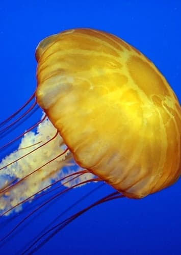 Jellyfish