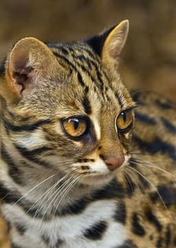 Jim (Leopard Cat)