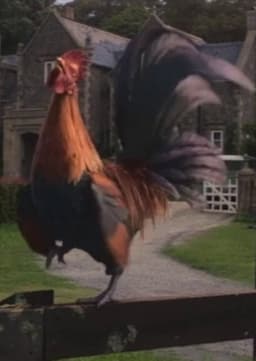 JW Rooster II