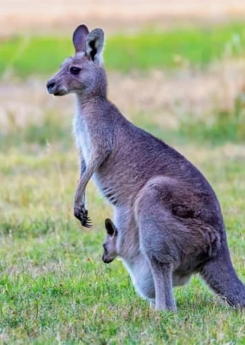 Kangaroo