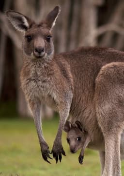 Kangaroo