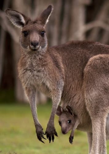 Kangaroo