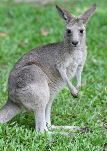 Kangaroo
