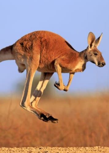 Kangaroo