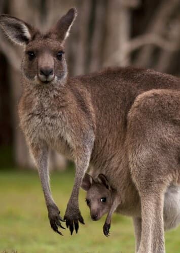 Kangaroo