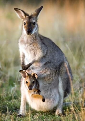 Kangaroo