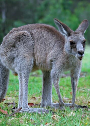 Kangaroo