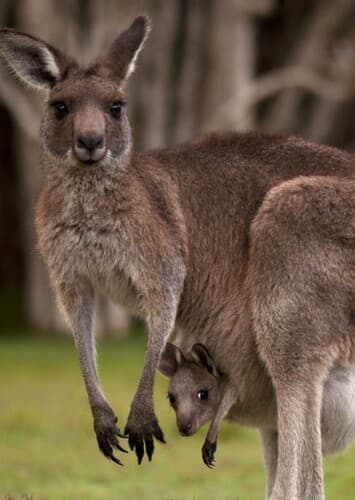 Kangaroo