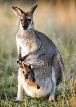 Kangaroo