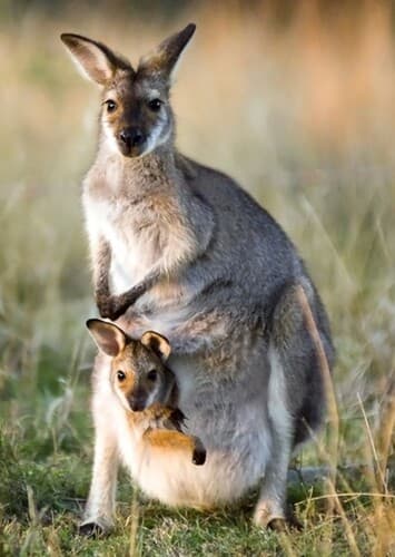 Kangaroo