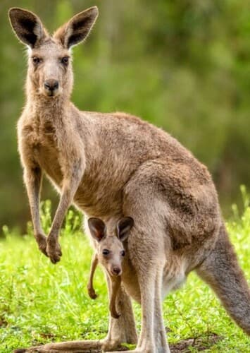 Kangaroo