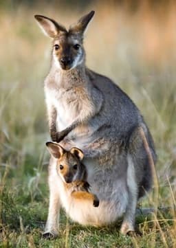Kangaroo