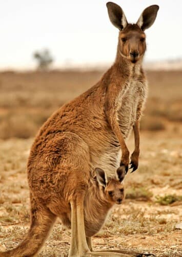 Kangaroo