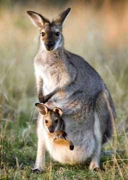 Kangaroo