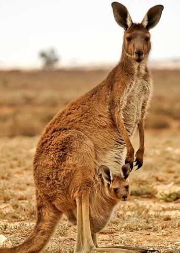 Kangaroo