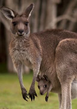 Kangaroo
