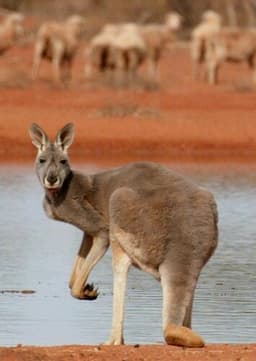 Kangaroo