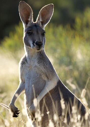 Kangaroo