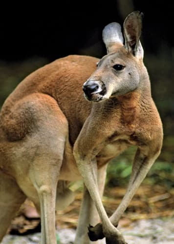 Kangaroo (Generic)