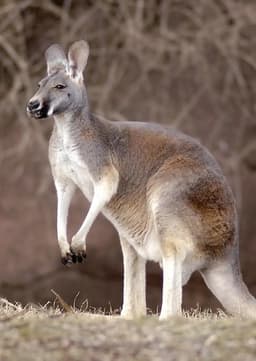 Katie The Kangaroo